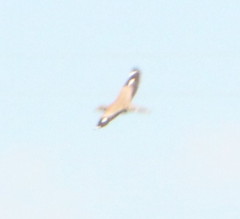 Burhinus