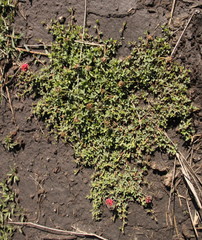 Trifolium africanum africanum