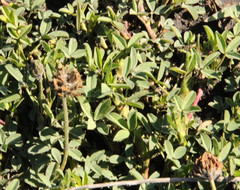 Trifolium africanum africanum