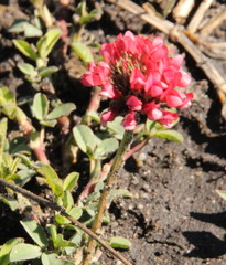 Trifolium africanum africanum