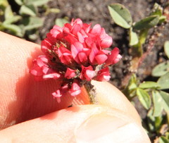 Trifolium africanum africanum