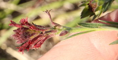 Gnidia gymnostachya