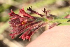 Gnidia gymnostachya