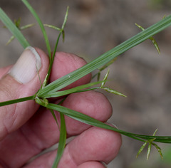 Cyperus zollingeri