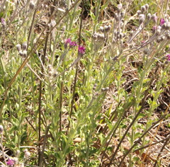 Senecio erubescens