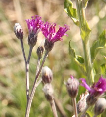 Senecio erubescens