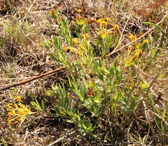 Lasiosiphon capitatus
