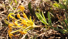 Lasiosiphon capitatus