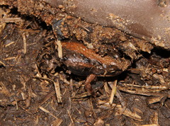 Cacosternum boettgeri