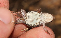 Cacosternum boettgeri