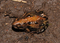 Cacosternum boettgeri