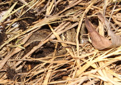 Psammophylax rhombeatus