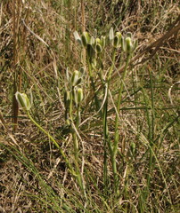Albuca setosa