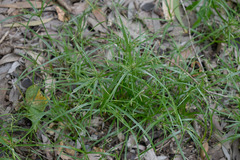 Cyperus zollingeri