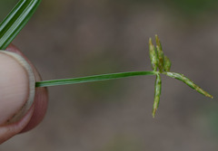 Cyperus zollingeri