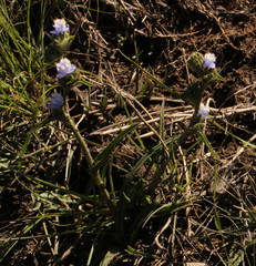 Cyanotis speciosa