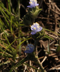 Cyanotis speciosa