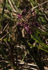 Ledebouria