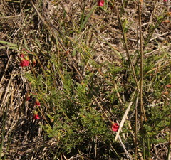 Hermannia