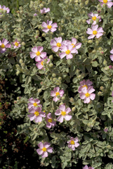 Cistus parviflorus