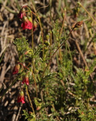 Hermannia