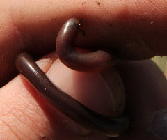 Afrotyphlops bibronii