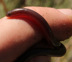 Afrotyphlops bibronii