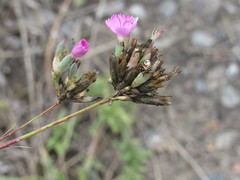 Dianthus polymorphus