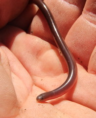 Afrotyphlops bibronii