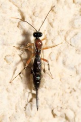 Zaglyptus multicolor