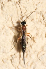 Zaglyptus multicolor