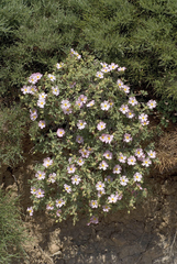 Cistus parviflorus