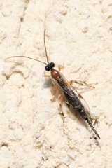 Zaglyptus multicolor