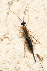 Zaglyptus multicolor