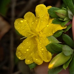 Hibbertia nitida