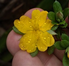 Hibbertia nitida