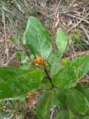 Persoonia laurina