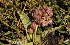 Ledebouria