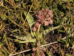 Ledebouria
