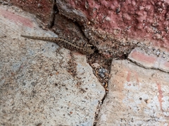 Cnemaspis mysoriensis