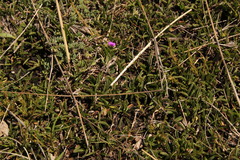 Polygala