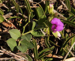 Polygala