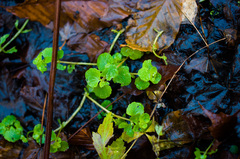 Chrysosplenium americanum