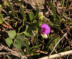Polygala
