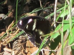 Hypolimnas bolina nerina