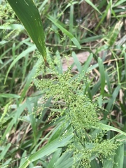 Panicum sarmentosum