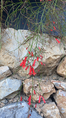 Russelia equisetiformis