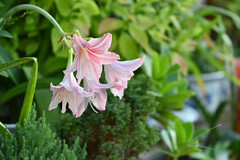 Hippeastrum reticulatum