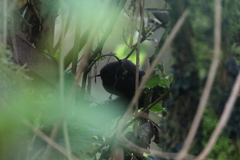 Scytalopus opacus