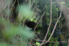Scytalopus opacus